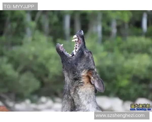 东德足球球员的辉煌历史与影响力探讨