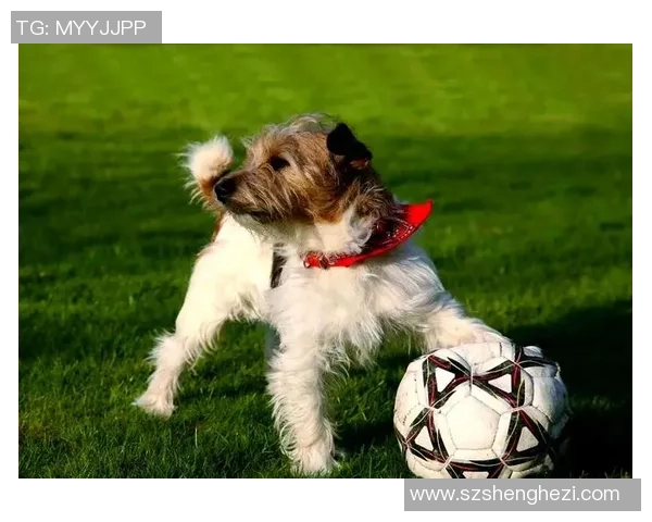 狗蜜足球：探索狗狗与足球的奇妙结合与互动乐趣